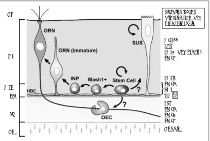 Fig. 2. A model of the OE neural stem cell and its derivatives, plus the extrinsic factors that regulate stem and pro- pro-genitor cells within the OE microenvironment
