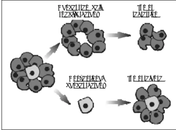 Fig.  3.  Conventional chemotherapies kill differentiated or differentiating cells, which form the bulk of the tumor but are unable to generate new cells