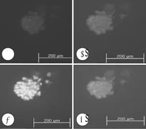 Fig. 4. Cultured cells from guinea  pig  tympanic mem- mem-brane after 3 passages in neurosphere medium (×200).