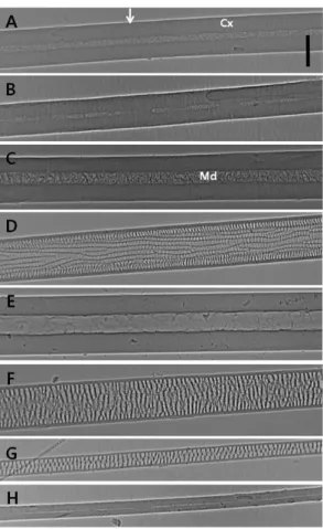 Fig. 1. Comparison of phase contrast X-ray images of human hair samples (A-C) and animal hair samples  (D-H)