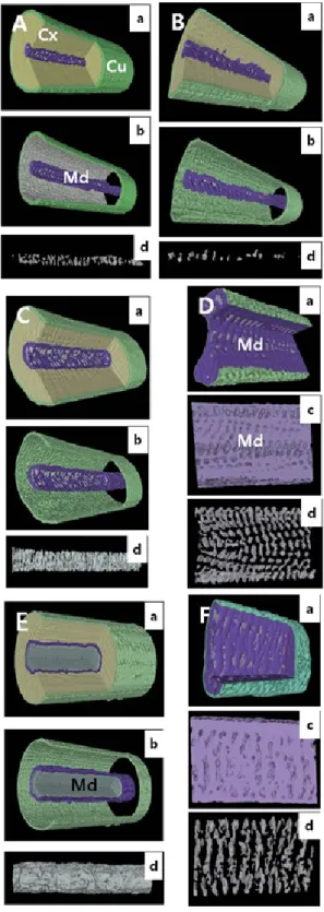 Fig. 2. Tomographic slices of microtomography recon- recon-struction images of human scalp hairs (A and B), a  hu-man pubic hair (C), a guard hair (D) and whisker (E) of rabbit and a guard hair of rat (F)