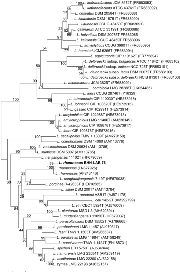 Fig. 1. The phylogenetic tree of lactic acid bacteria used in this study. 