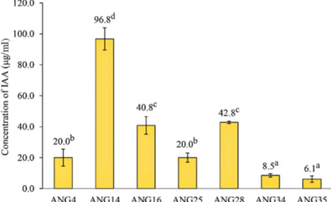 Table 2. Abilities of nitrogen fixation and phosphate solubili- solubili-zation.