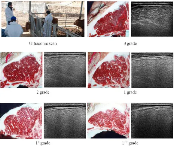 Figure 2.1 Ultrasonic analysis