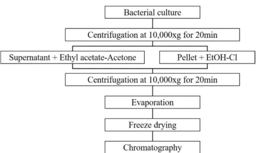 Fig. 1. The procedure for extraction and purification of prodigiosin from  Serratia sp
