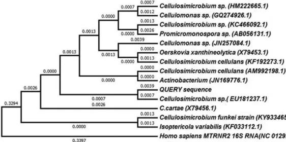 Fig. 4. Growth curve of  Cellulosimicrobium sp. under 1 mM concentration of different heavy metals