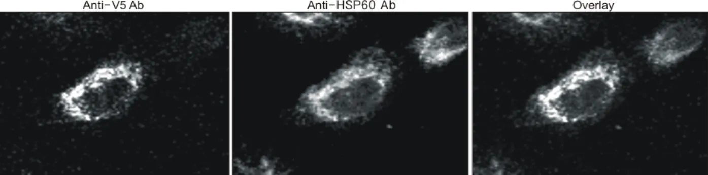 Fig.  2.  Estrogen  dependency  of  E2IG5  protein  expression  in  Breast  cancer  cell  lines