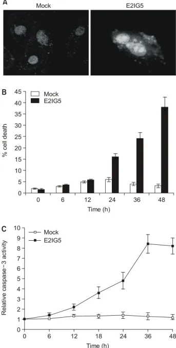 Fig.  4.  E2IG5  induces  apoptotic  cell  death  with  caspase  activation. 