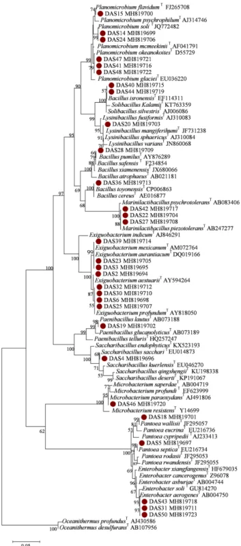 Fig. 3. Maximum likelihood tree of 16S rRNA gene sequences;