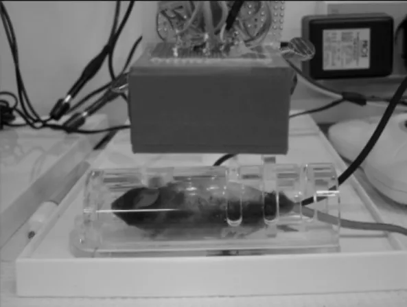 Fig. 4. The photograph of low-power laser irradiation on the back skin of the mouse. 