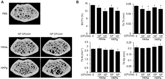 Fig. 1. HKAa and HKPg induced bone resorption in vivo. (A) Mice (n = 3 per group) were intraperitoneally administered with HKAa or HKPg, twice with a 4-day interval