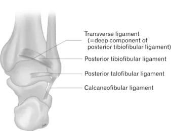 Fig.  5.  Illustration  of  posterior  ankle  ligament  structures.
