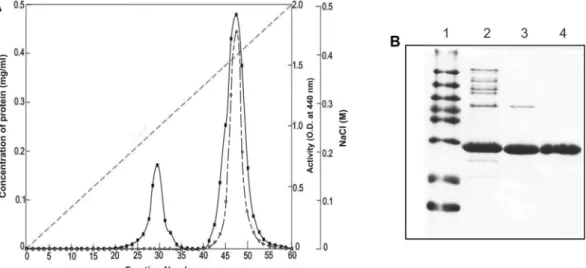 Fig. 2. Purification of alkaline protease from  Bacillus sp. DK1122. (A) Chromatogram of an alkaline protease from Bacillus sp