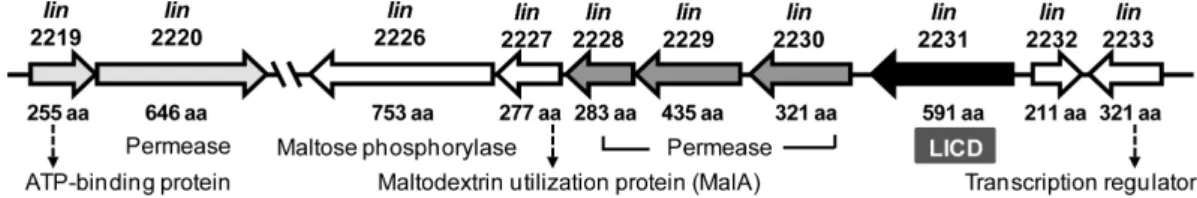 Fig. 1. Gene cluster for maltose/maltodextrin utilization in  Listeria innocua. Each gene ID is shown above the arrow, and experi- experi-mentally proven or presumptive protein functions below