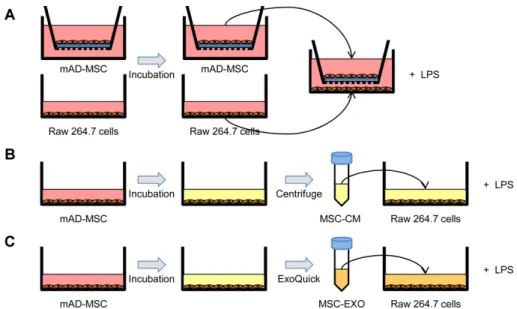 Fig. 3. Immunomodulatory effects of mAD-MSCs and MSC-CM on LPS-stimulated RAW 264.7 cells