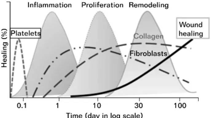 Fig.  1.  Wound  healing  stages.  제는 장기간 사용하는 경우 프로스타글란딘(prostaglandin)의 합성 억제로 위장관 장애,  신장애 등의 합병증을 초래하고, 스테로이드 주사는 강력한 항염증 작용을 가지고 있지만 소염진통제와 함께 단기간 효과는 확인되었으나,  장기간 효과가 확실하지 않고,  구조적 회복을 기대할 수 없으며,  오히려 인체의 자연 회복을 방해하는 것으로 보고되고 있다5)