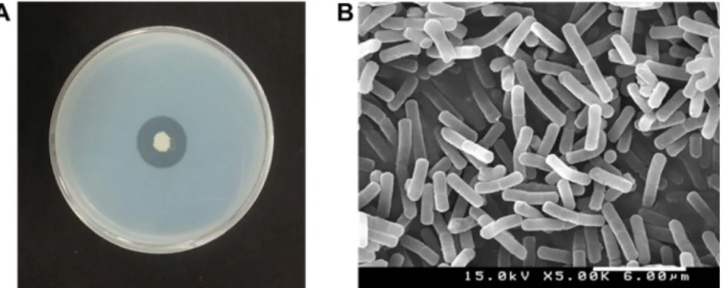 Fig. 1. Isolation of proteolytic bacterial strain FBL-1. (A) Proteolytic activity of the strain on agar plate