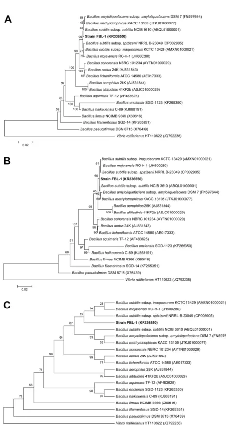 Fig. 2. Phylogenetic tree based on 16S rDNA sequences showing the evolutionary relationship between strain FBL-1 and other related taxa