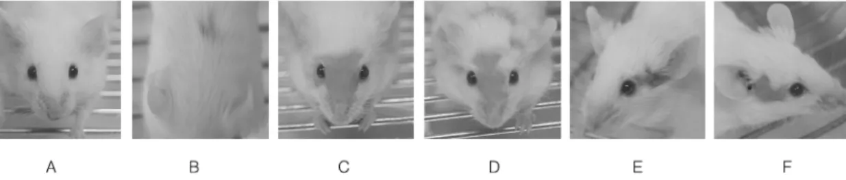 Fig. 2. Fig. 3.