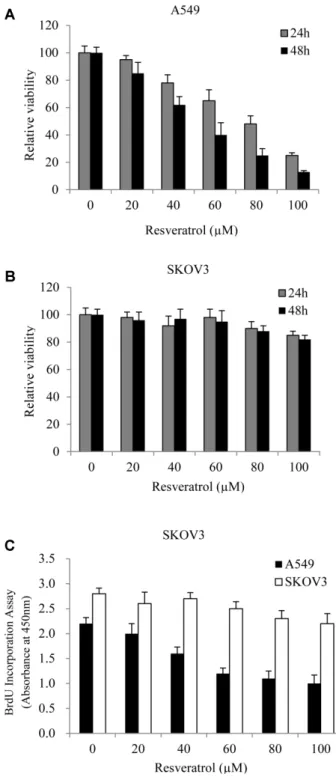 Fig. 1. Effect of resveratrol on the viability and proliferation of A549 and SKOV3 cells