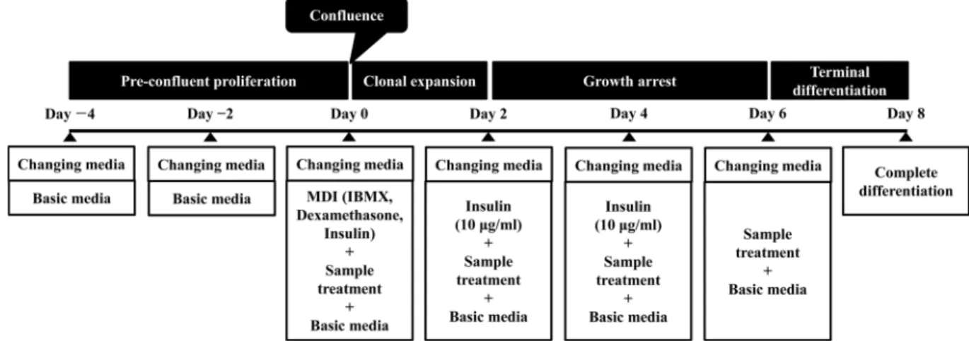 Fig. 1. Diagram of adipocyte differentiation process.