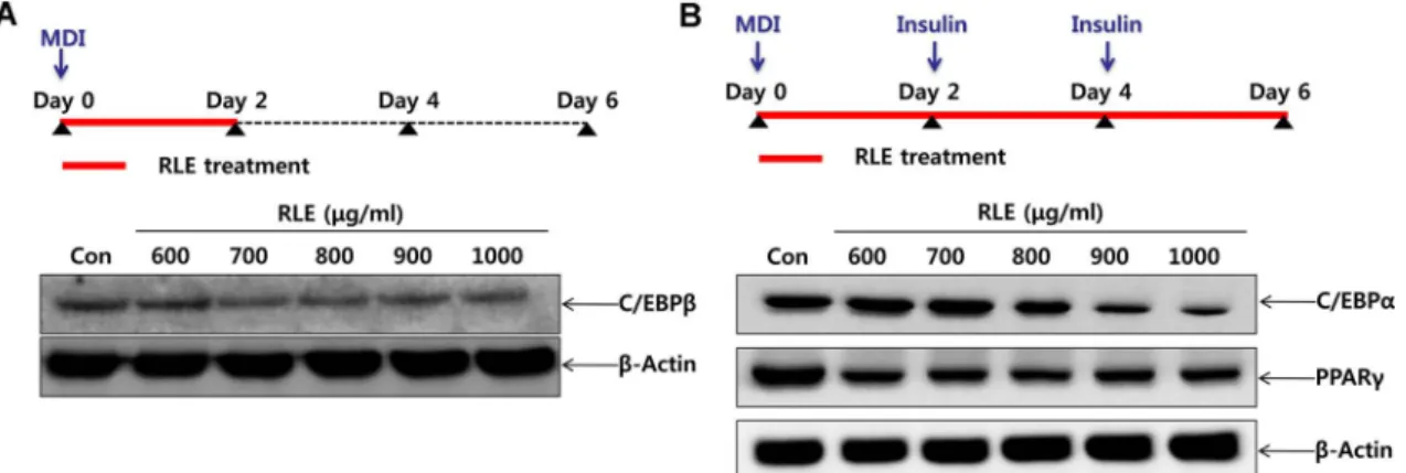 Fig. 3. Cytotoxic effects of Rosae laevigatae fructus 30%