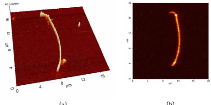 Fig. 2. AFM topography image (a) and confocal fluo- fluo-rescece image (b) of 15µm-long single P3MT nanotube.