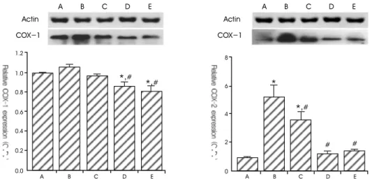 Fig. 2. Results  of  Western  blot  analysis  of  the  protein  levels  of  COX-1  and  COX-2