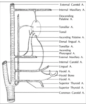 Fig. 1. Blood supply of tonsil. 