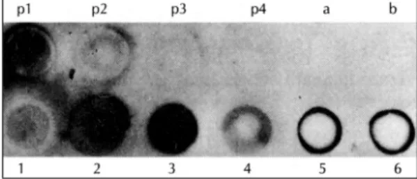 Fig. 1. Result of the dot blot analysis (p；positive contr- contr-ols, p1；100  μg of mouse macrophage lysate (MML), p2；50  μg of MML, p3；10  μg of MML, p4；5μg of MML, a；saline, b；bovin serum albumin, 1-4；human  chol-esteatoma tissues, 5, 6；postauricular ski
