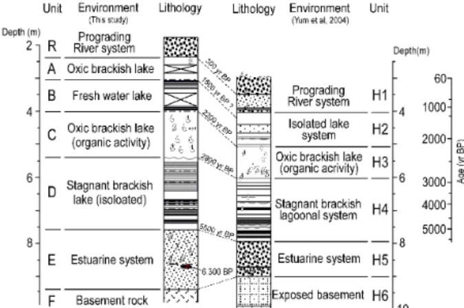 Fig. 5. Lithological and chronological correlation be- be-tween HJ95 and HJ99 cores.
