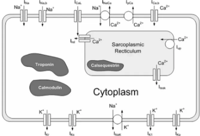 Fig. 2. Schematic diagram of a human myocyte model.