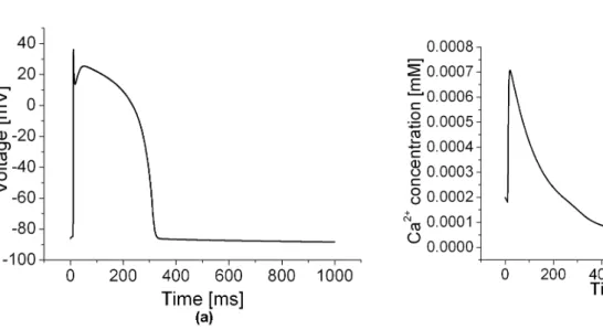 Fig. 4. Action potential and Ca 2+ concentration change in a cardiac cycle.