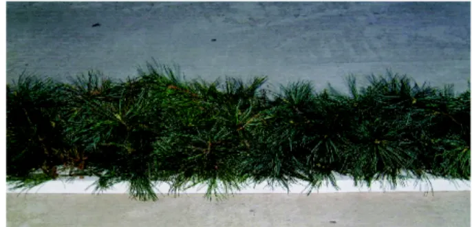 Fig. 1. Pine tree branches and foliage used in the reduced scale model test.