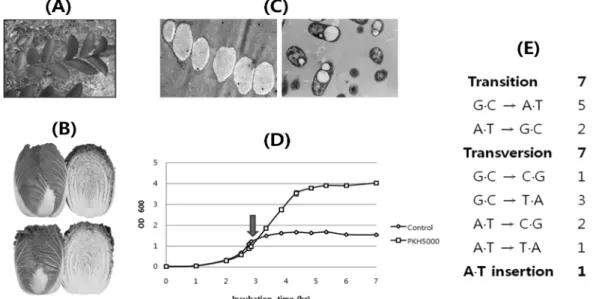 Fig. 3. Examples of strain improvement using proton beam-induced mutagenesis: (A) A Crape myrtle (Lagerstroemia indica) vari- vari-ety with a characteristic flame-like reddish circumference around the leaf; (B) two varieties of Chinese cabbage, (upper, wit