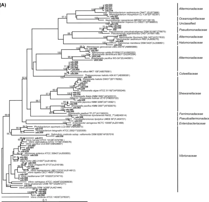 Fig. 3. Phylogenetic tree based on comparison of the 16S rDNA gene sequences of cultivable bacteria isolated from Dokdo coastal sea water and some of their closest phylogenetic relatives