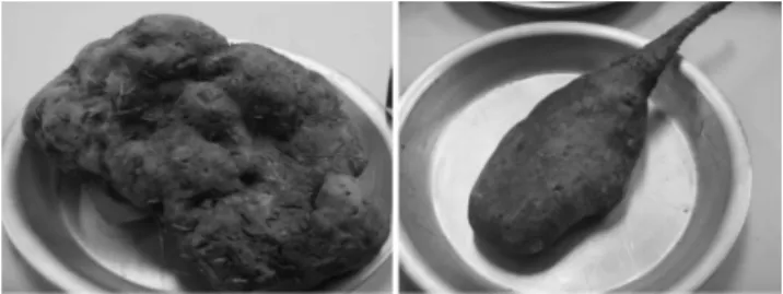 Fig. 1.  Dioscorea alata L. Gyeongbuk No. 6 (left) and D. bata- bata-tas Gyeongbuk No