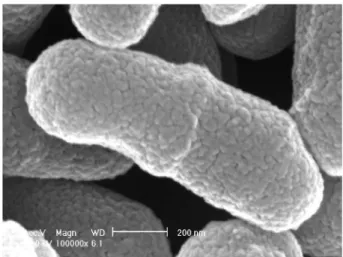 Fig. 1. A scanning electron micrograph of  W. confuse 20 strain.
