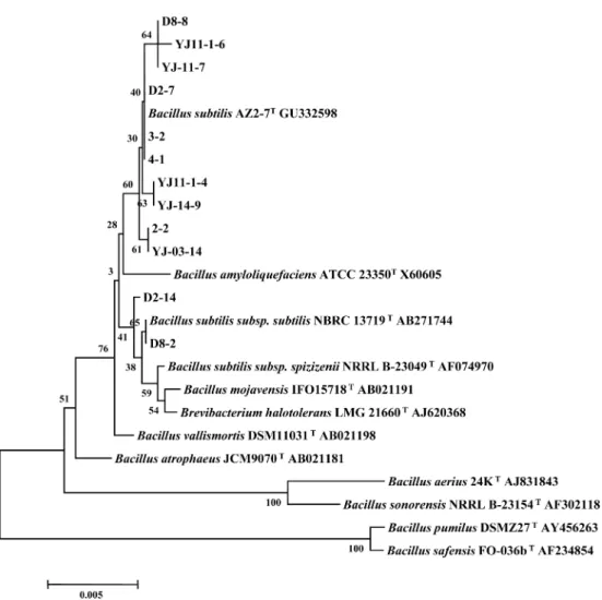 Fig. 3. Phylogenetic tree based on 16S rRNA sequences showing the positions of the strains producing extracellular enzymes iso- iso-lated from Korean traditional soybean sauce and soybean paste.