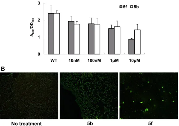 Fig. 5. The static biofilm assay (A) and the microscopic observation of the initial attachment of PAO1 cells (B)