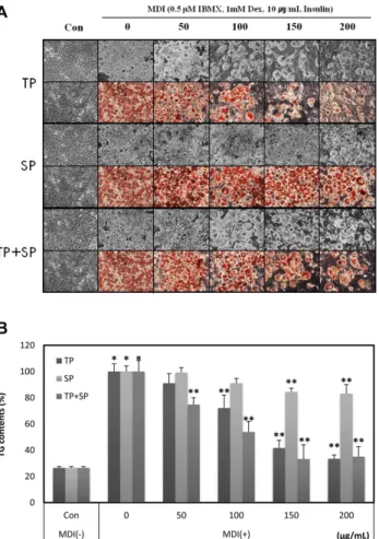 Fig. 5. Synergistic effect of TP and SP extracts on morpho- morpho-logical change and lipid accumulation (A), and TG contents (B)