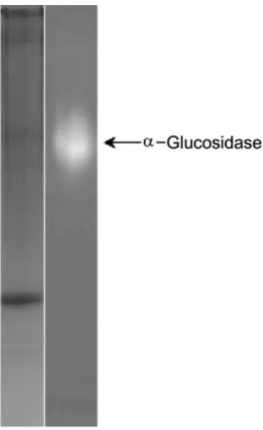 Fig. 2. TLC chromatogram following the incubation of por- por-cine intestinal extract and disaccharides