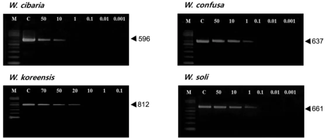 Fig. 2. Amplified PCR products according to the template DNA concentration. Template DNA was extracted from kimchi samples.