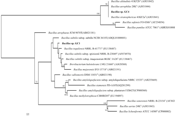 Fig. 2. Neighbour-joining phylogenetic tree based on 16S rRNA gene sequences showing the relationship between the strains GC-1 and GC-4 and closely related species of  Bacillus
