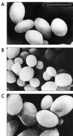 Table 3. Physiological characteristics of yeast C6 and K114YIp transformants harboring pAUR112 and their hybrids.