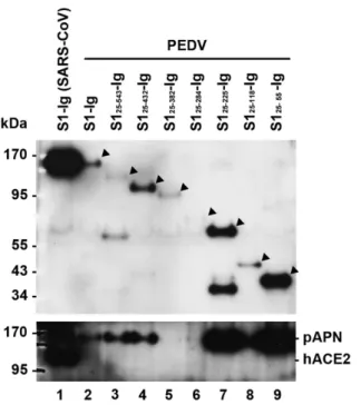 Fig. 2. Detection of S1-pAPN interaction by IP and western blot.  S1-Ig containing the PEDV S protein residues 25-738 fused to the Fc region of human IgG1, or truncation variants of S1-Ig containing the indicated S protein residues, and His-tagged pAPN wer