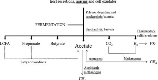 Fig. 2. Simplified scheme showing carbohydrate fermentation and VFA formation in the intestinal tract