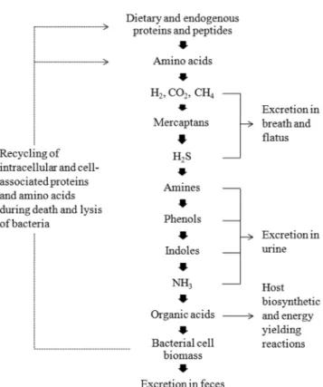 Fig. 4. Metabolic pathways involved in the formation of phenolic and indolic compounds by intestinal anaerobic bacteria [75].