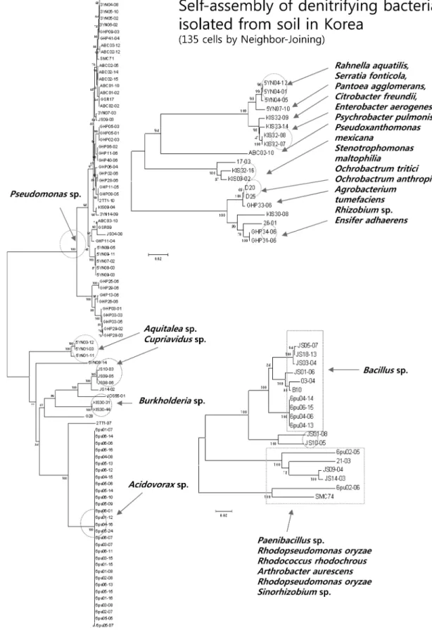 Fig. 2. Neighbor-joining tree constructed based on the partial 16S rDNA gene sequences of the strains isolated in this study
