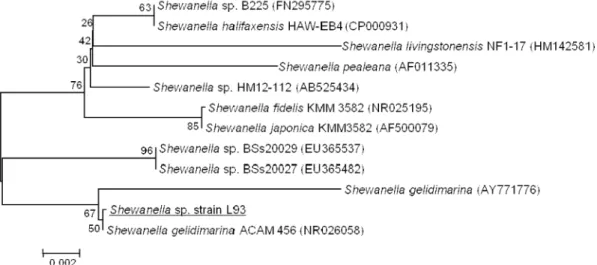 Fig. 1. Phylogenetic tree generated via the neighbor-joining method showing the phylogenetic relationships of the isolated Shewanella sp